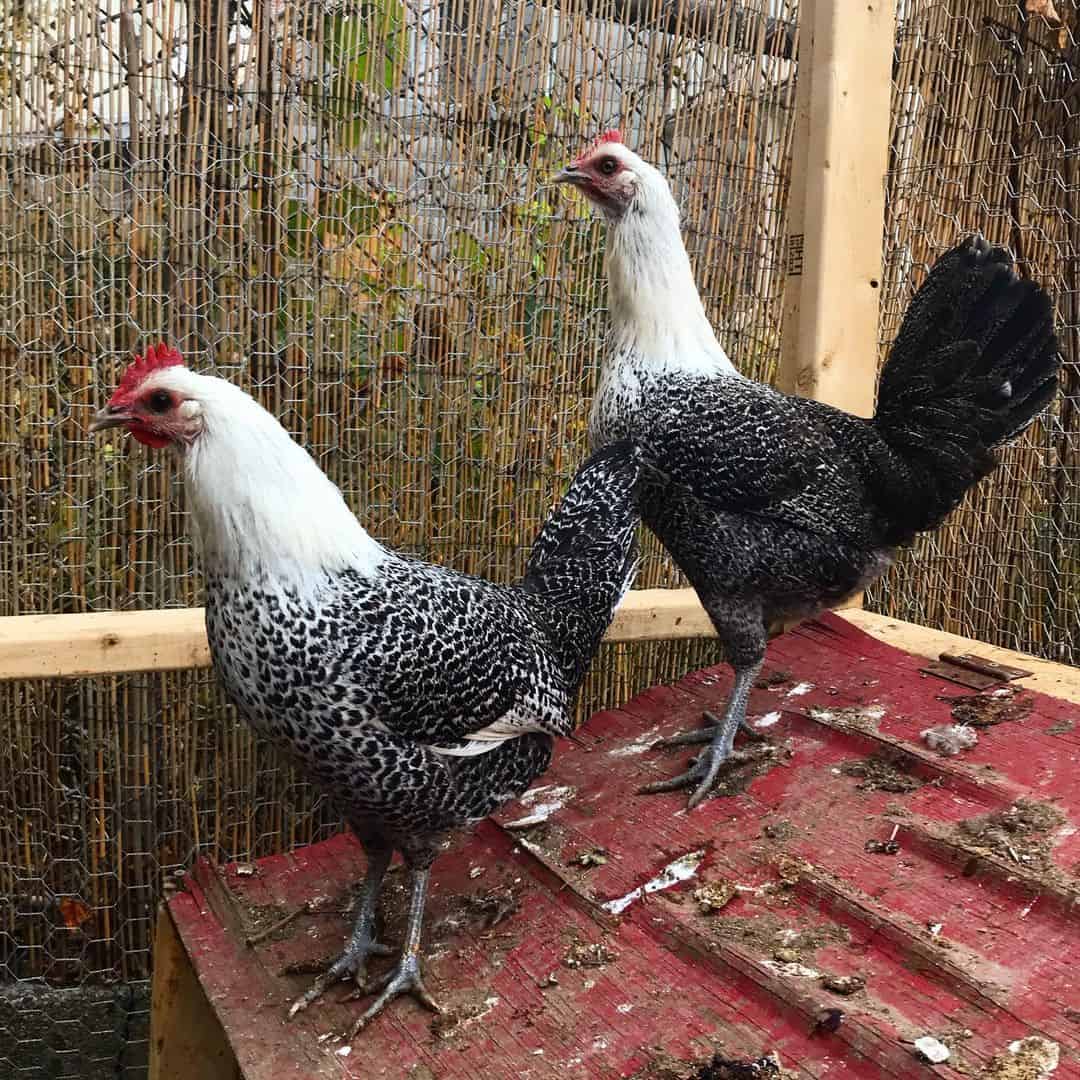 pollos fayoumi