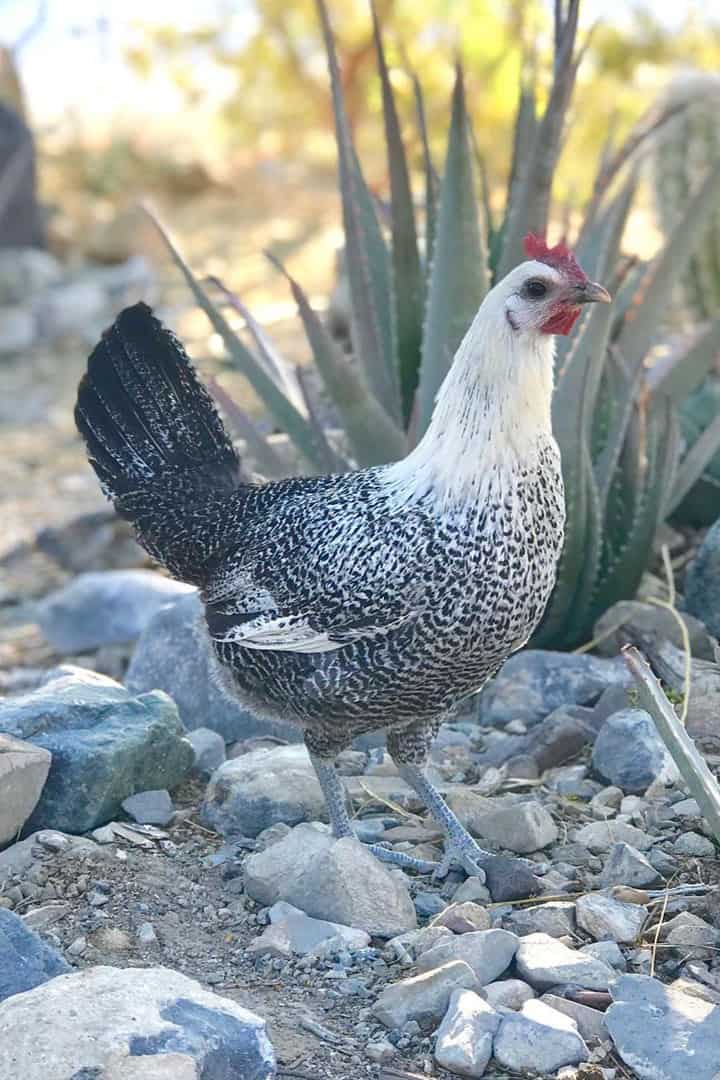 gallinas fayoumis egipcias