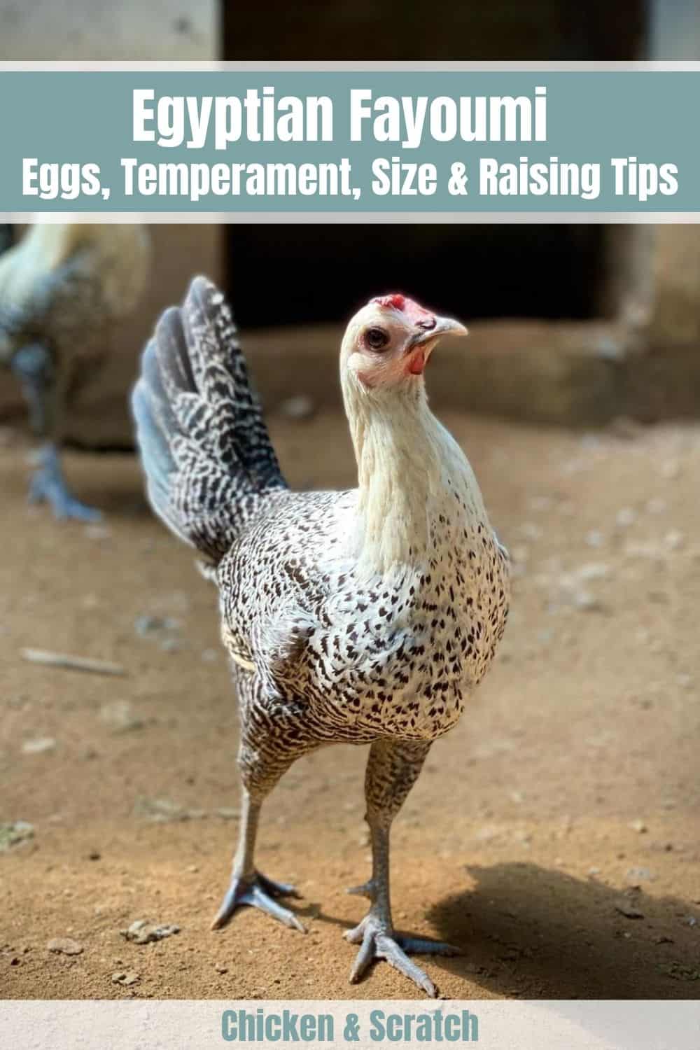 fayoumis egipcios