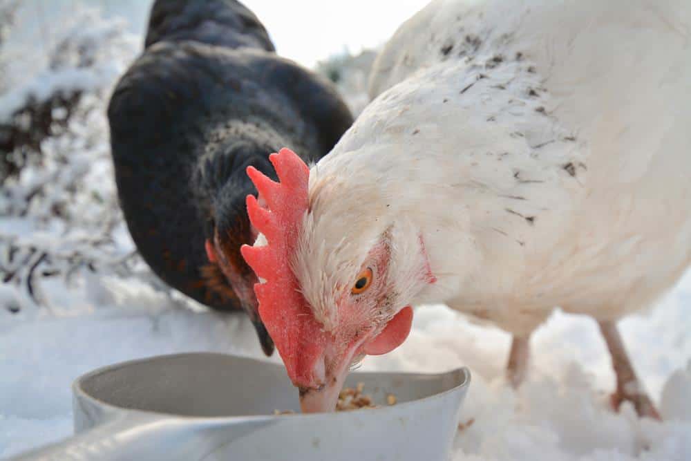 pollo comiendo huevos