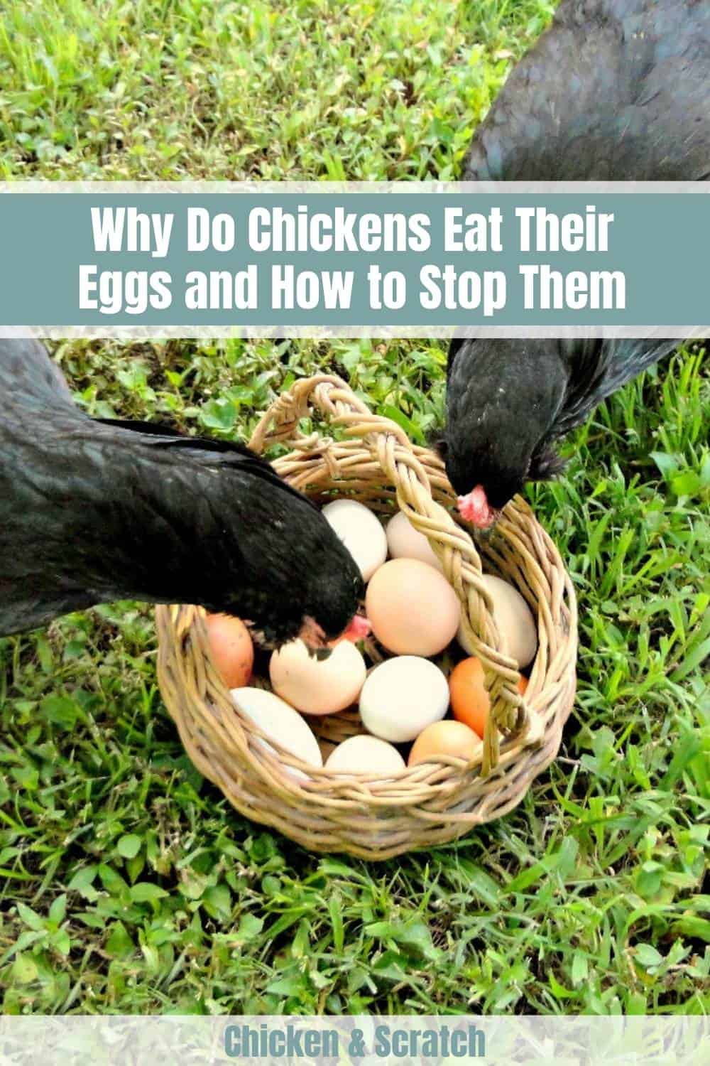 pollo come huevos