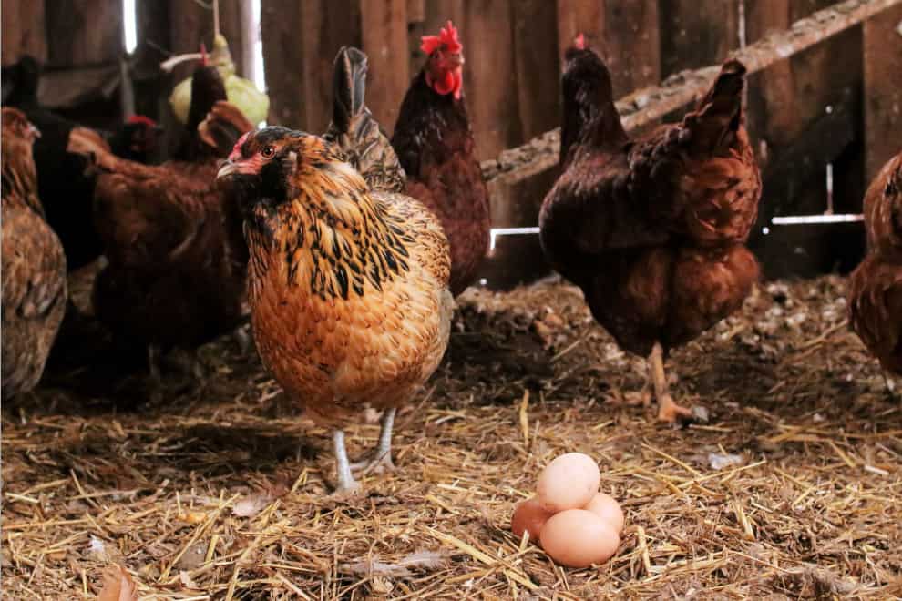 gallinas comiendo sus propios huevos