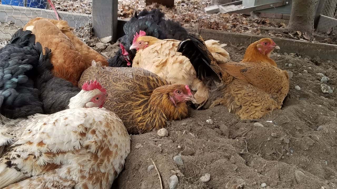 gallinas comiendo sus huevos