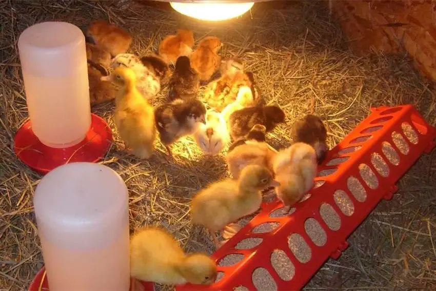 Cosas para recordar en la cría de pollitos