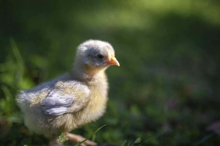 Lavanda Orpington Chick