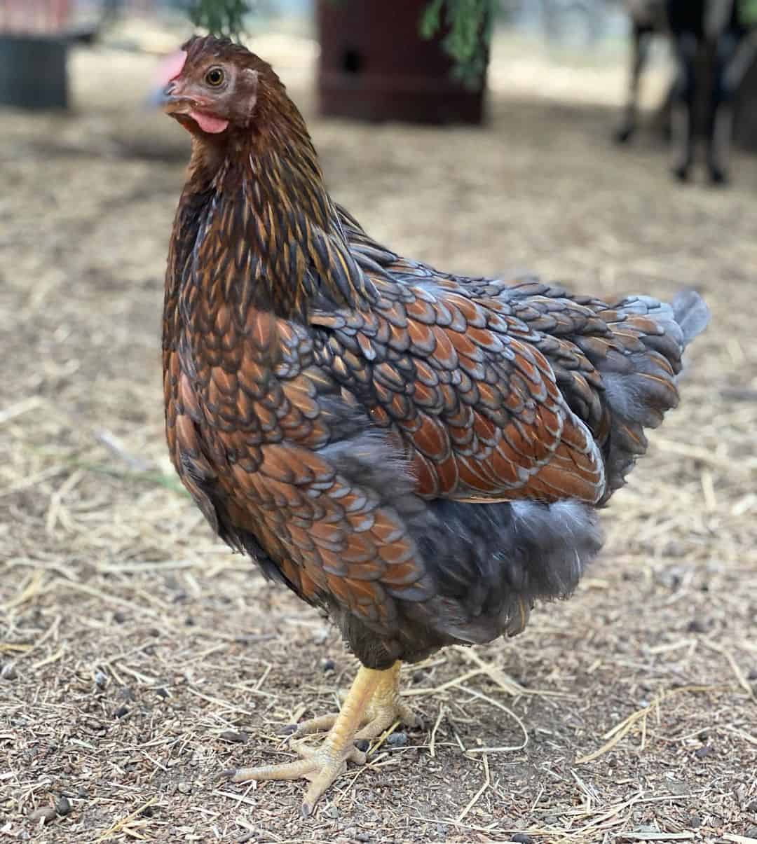 razas de gallinas azules