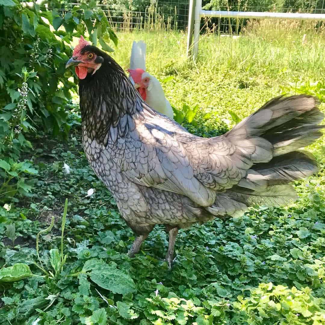 pollos de plumas azules