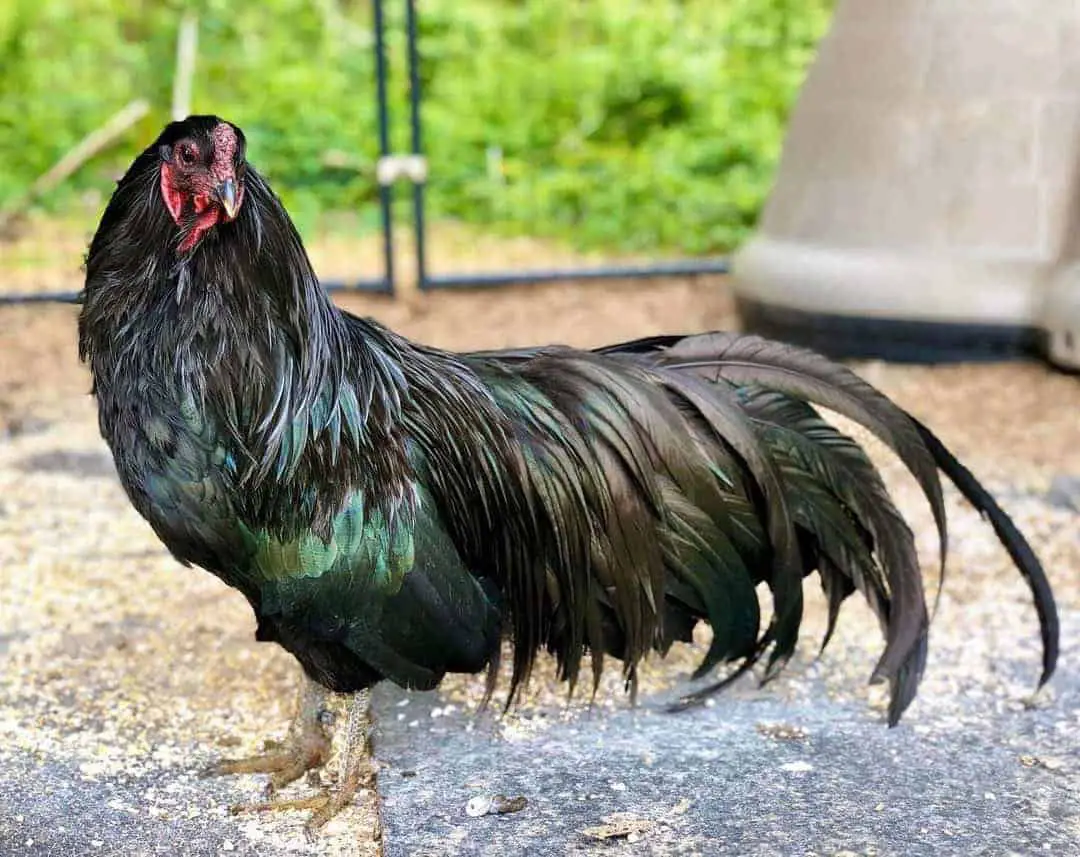 pollos con plumas azules