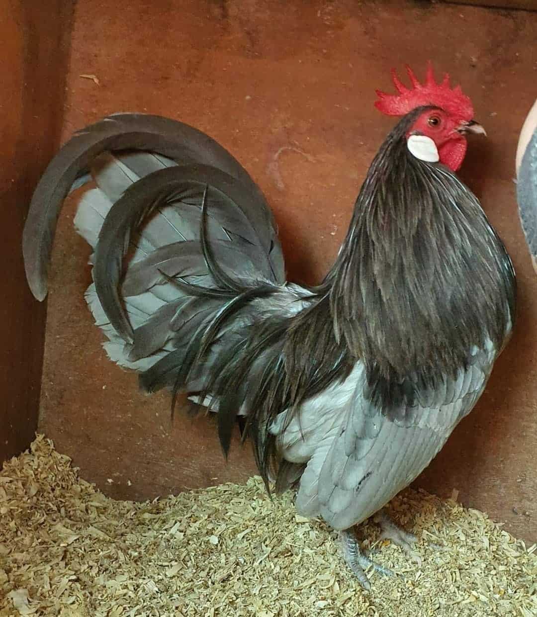 raza de gallo azul