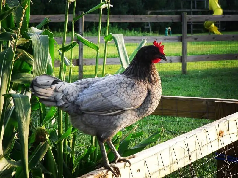 el pollo azul