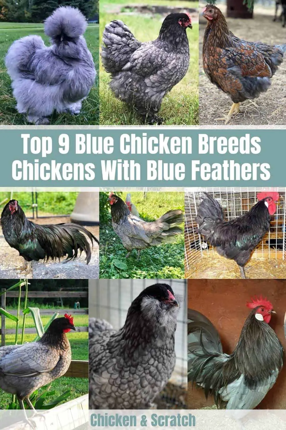 pollos azules