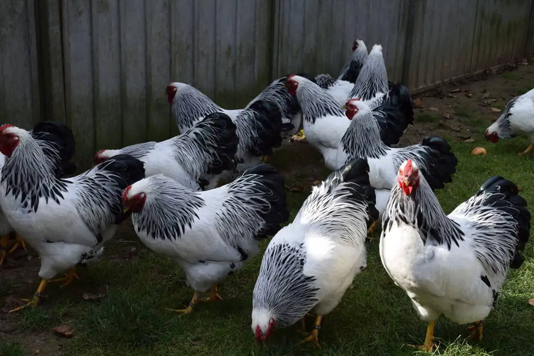 sonidos que hacen las gallinas