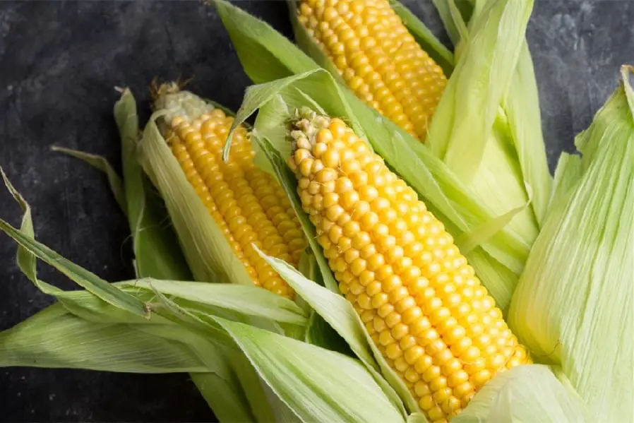 nutricional del maíz