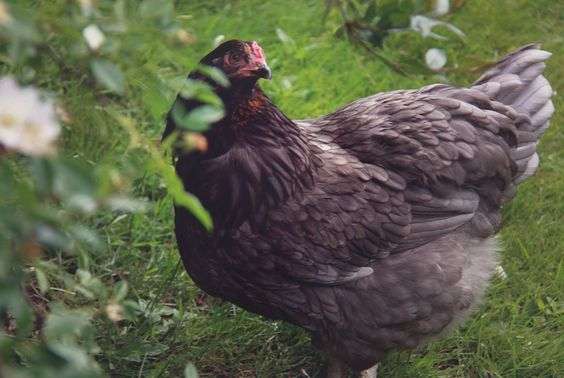 pollos de traspatio