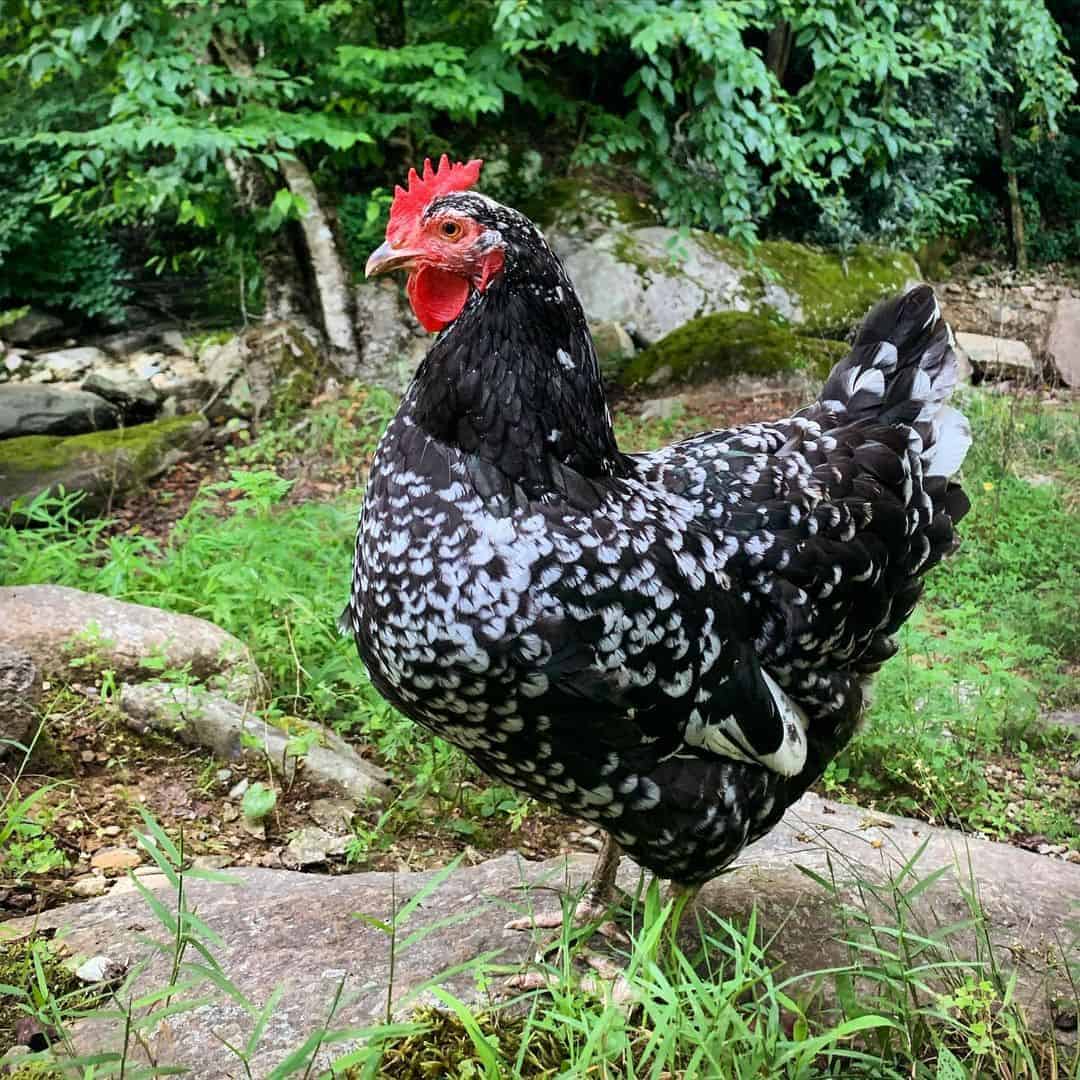 las razas de gallos mas tranquilas