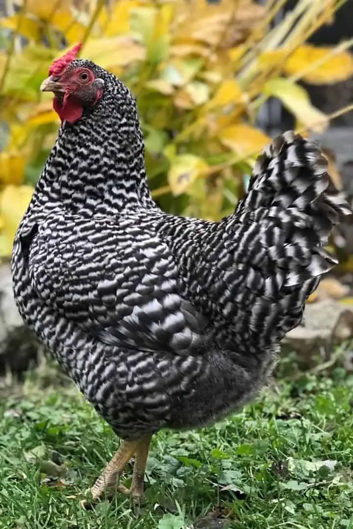 gallinas tranquilas para traspatios