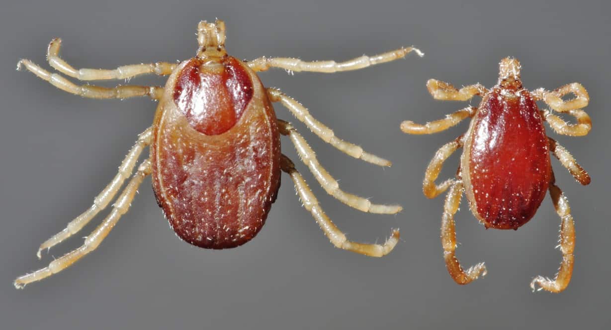 pollos para el control de garrapatas