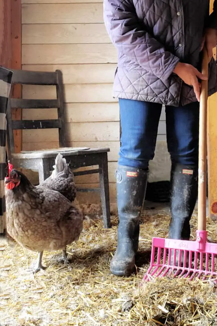 ¿los pollos pueden tener garrapatas?