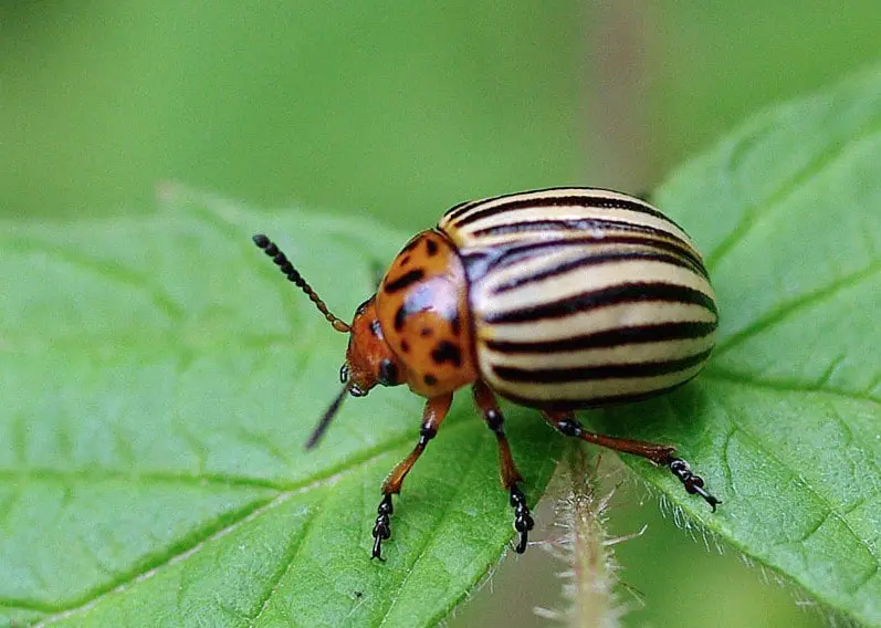 escarabajos de patata