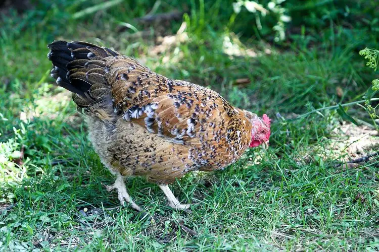 Pollo sueco de flores afuera