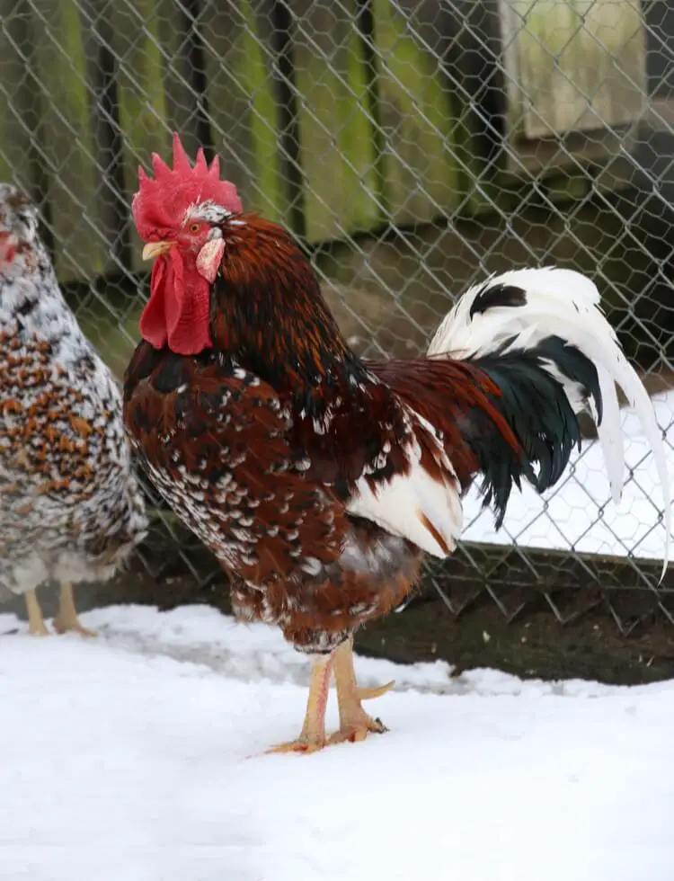 Gallo de flores sueco