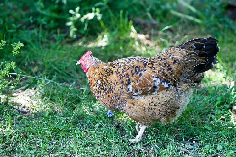 Gallina de flores sueca itinerante