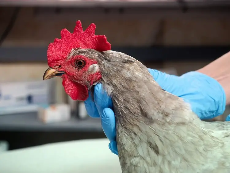Control veterinario cultivo de pollo