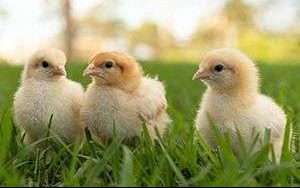 Criaderos de pollos