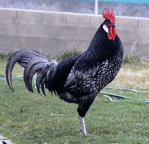¿Qué es un pollo de raza pura o herencia? - Pol y Edro