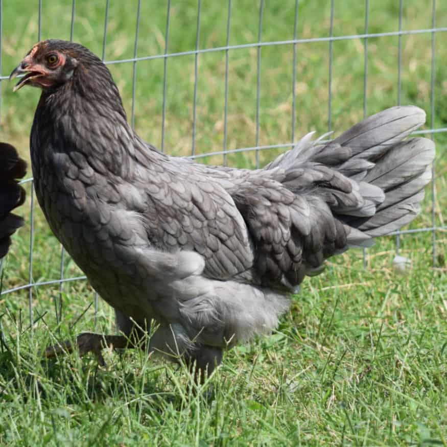 verdaderos pollos azules