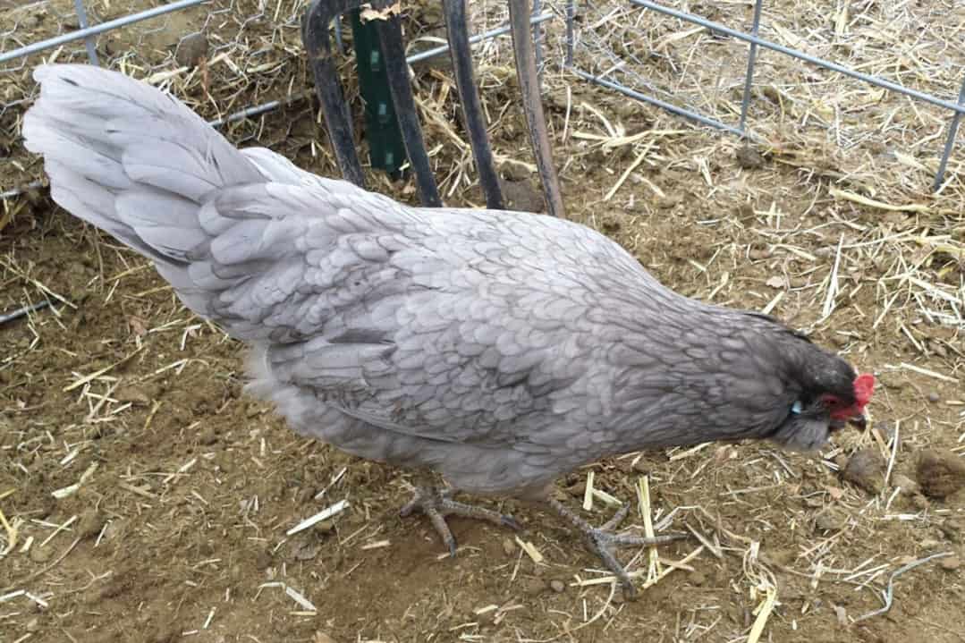 pescadilla verdadero gallo azul