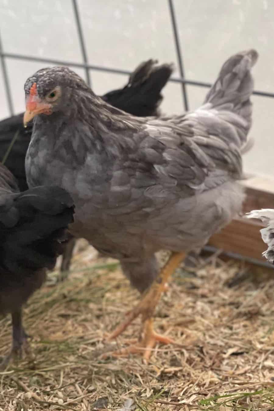merlán pollos azules