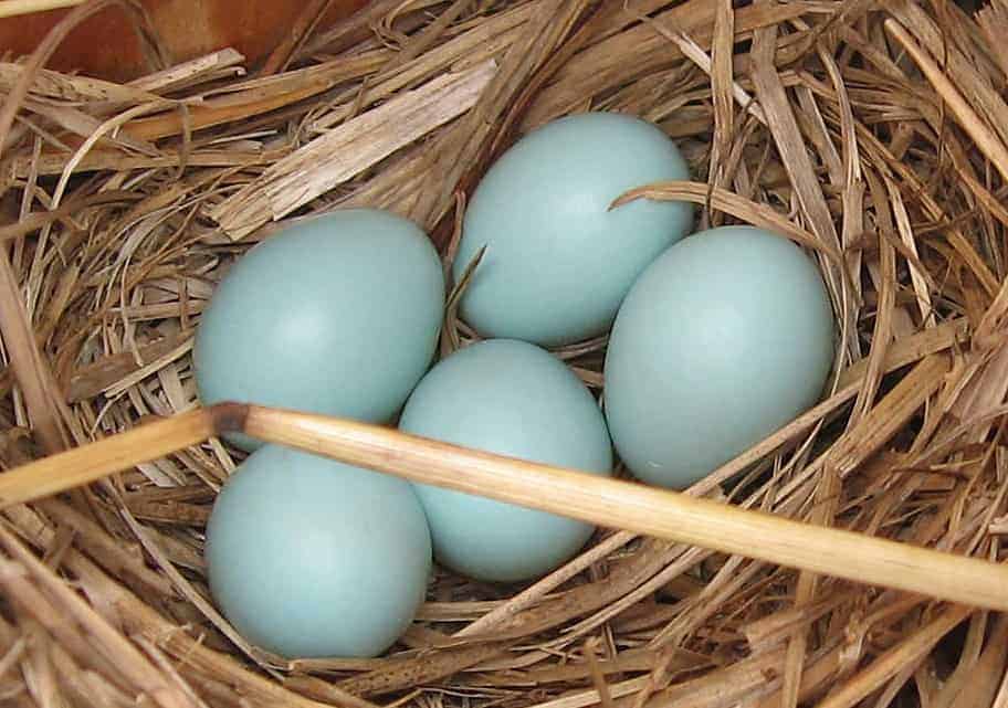 pescadilla verdaderos pollos azules