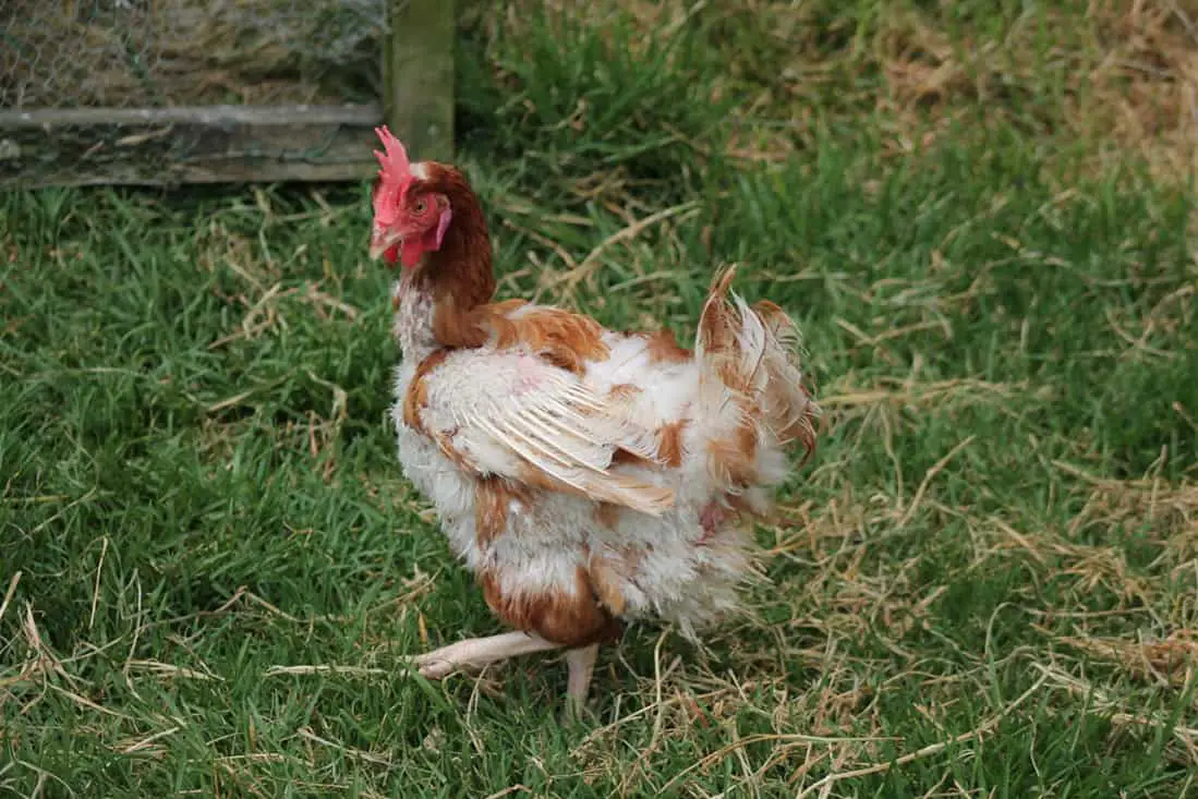 como saber la edad de un pollo