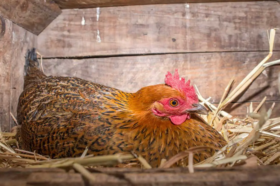 como saber la edad de un pollo