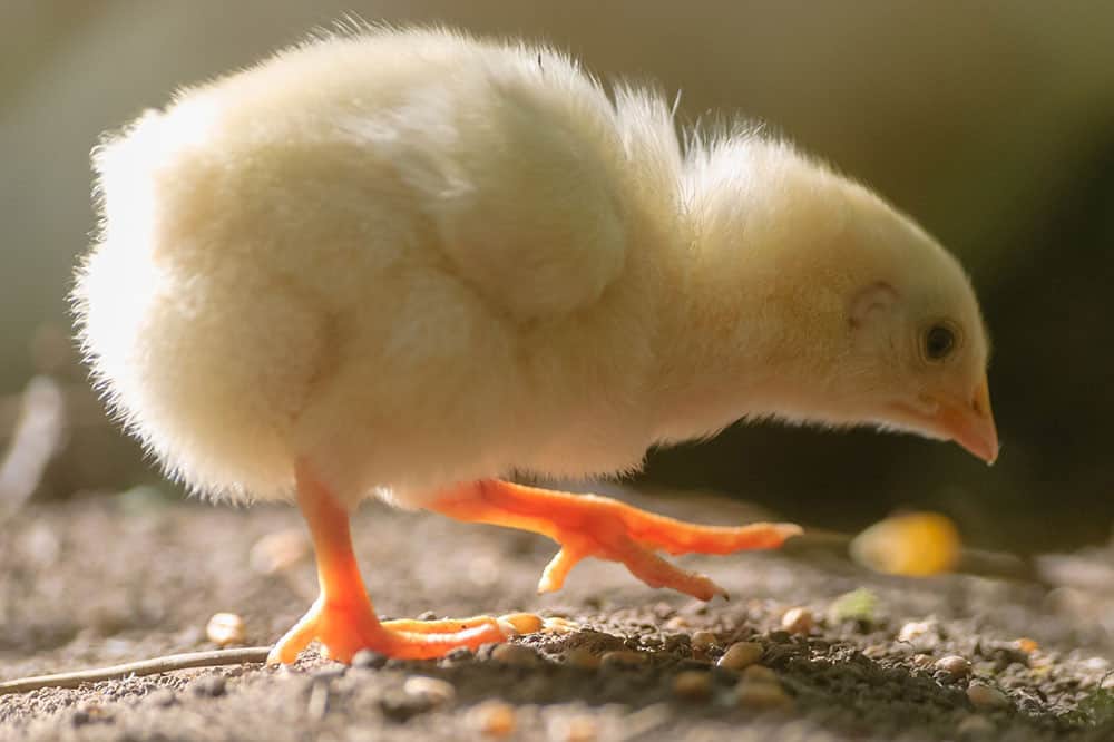 como envejecer un pollo