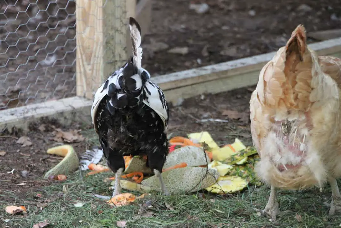 cuantos años tiene mi pollo