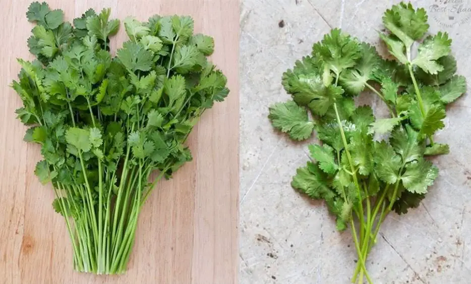 el cilantro es bueno para