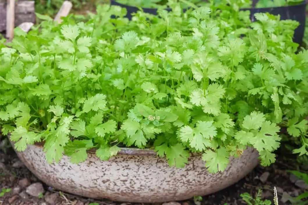 ¿Pueden los pájaros comer cilantro?