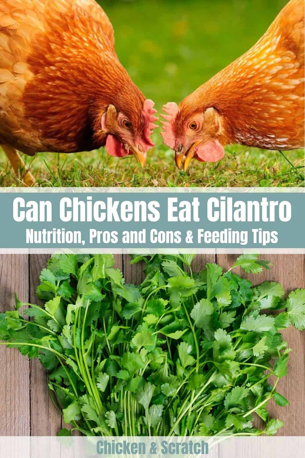el pollo puede comer cilantro