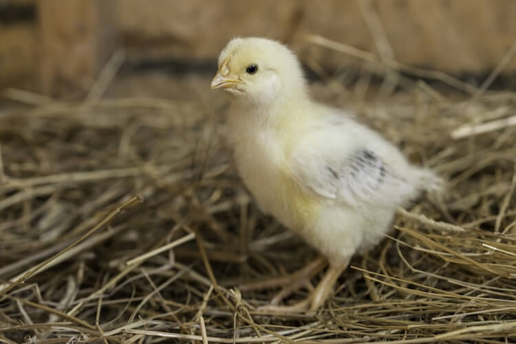 ropa de cama de pollo