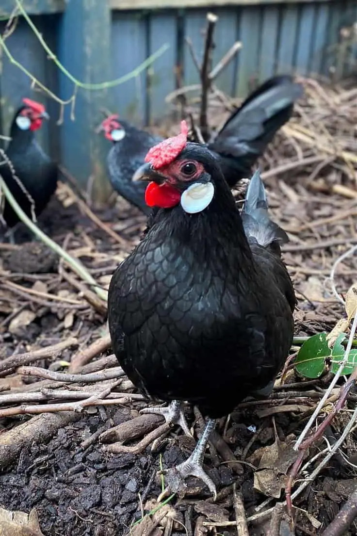 Gallinas de panal de rosa