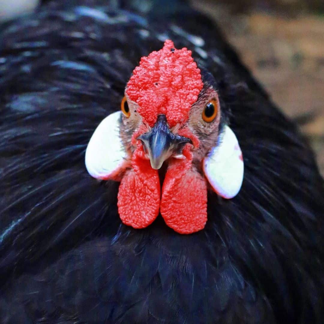 pollos de panal de rosas