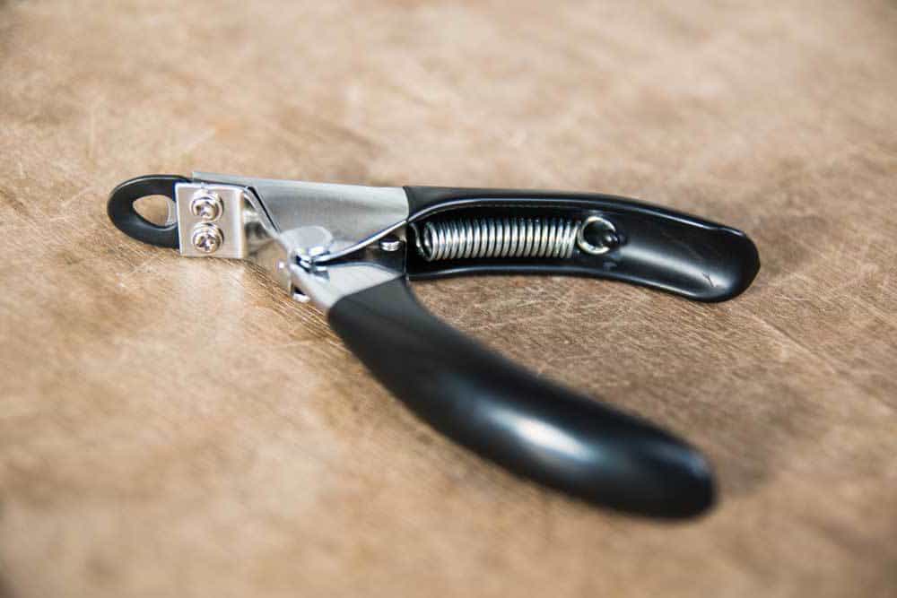 podar espuelas de gallo