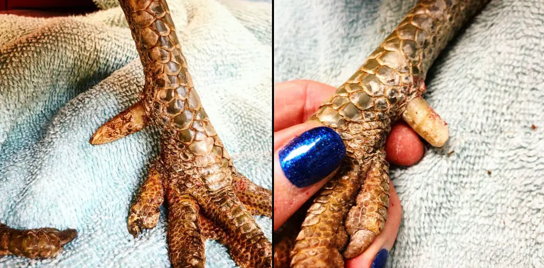 como recortar espuelas de gallo