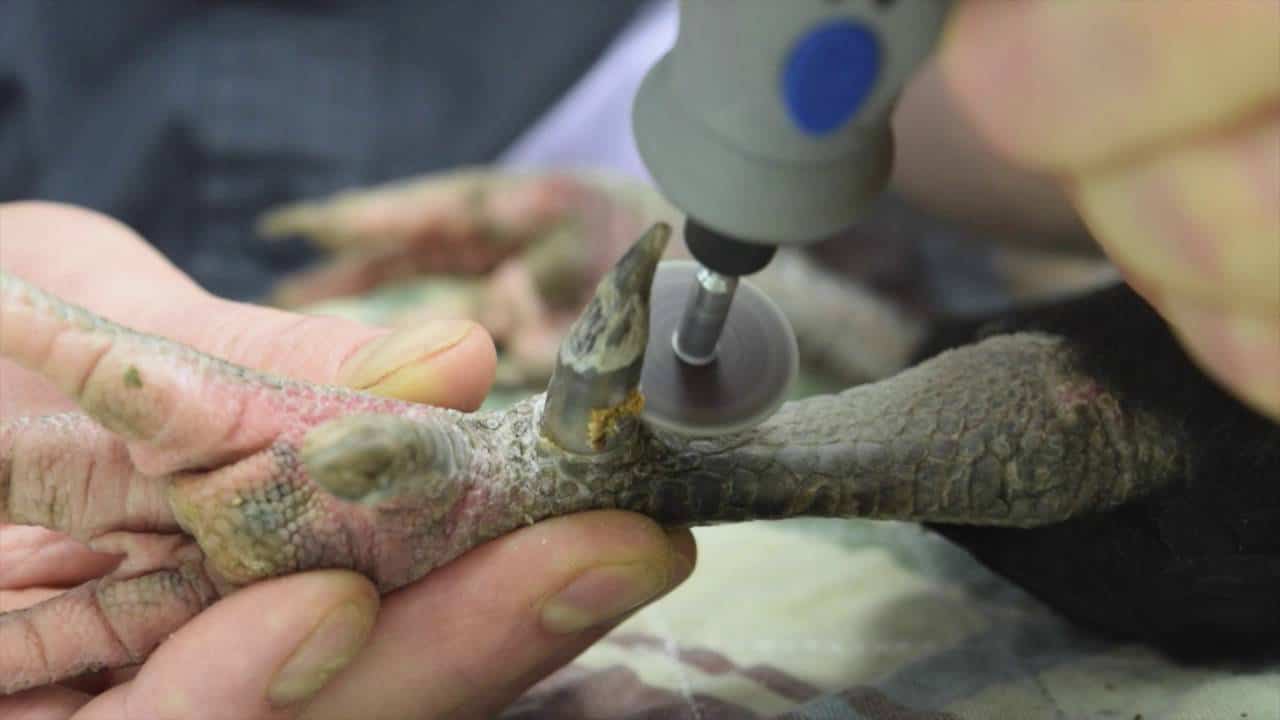 quitar espuelas de gallo