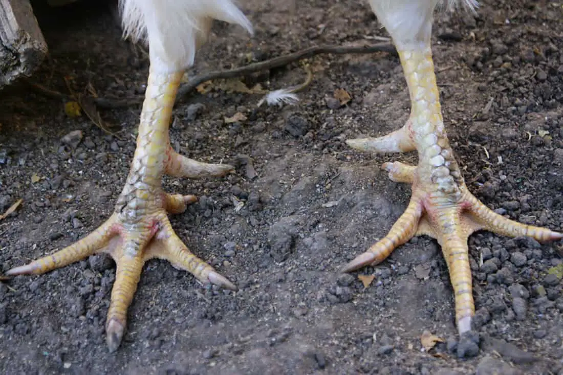 extracción de espolón de gallo