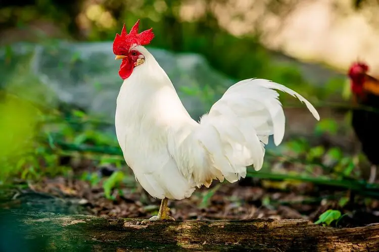 Gallo Livorno Blanco