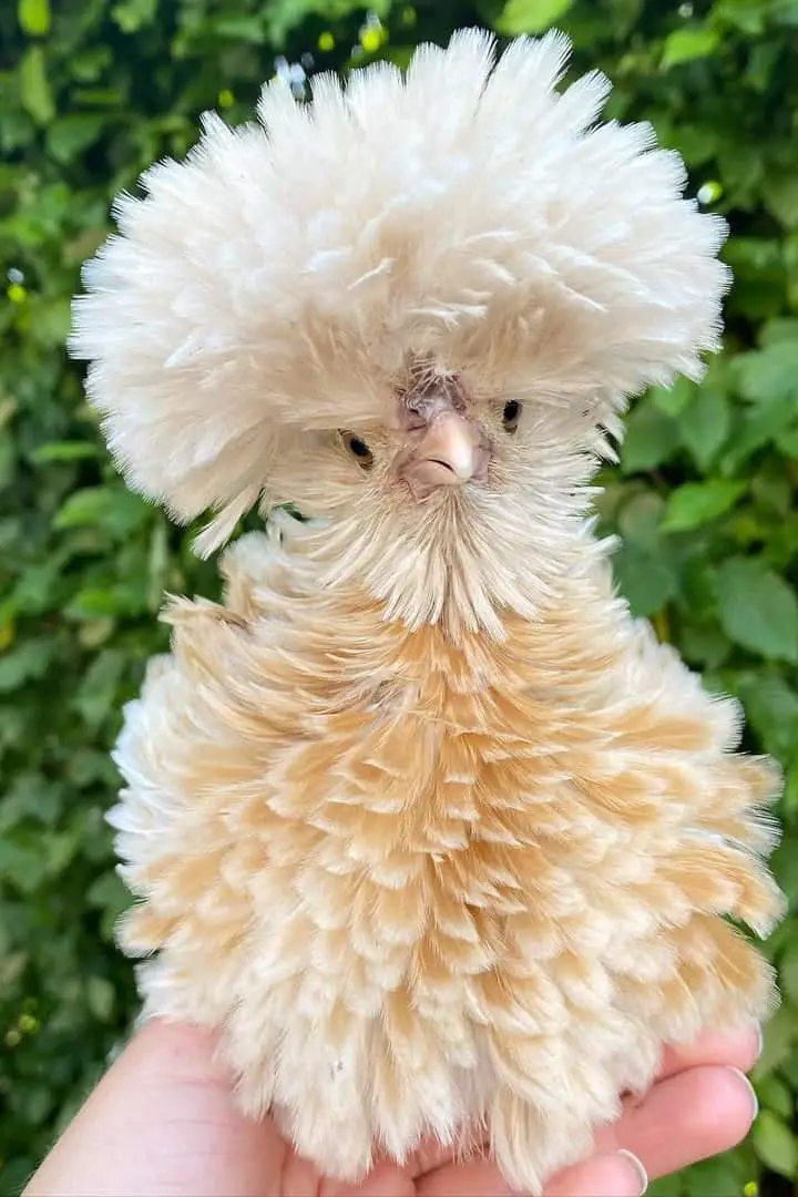 pollo frito