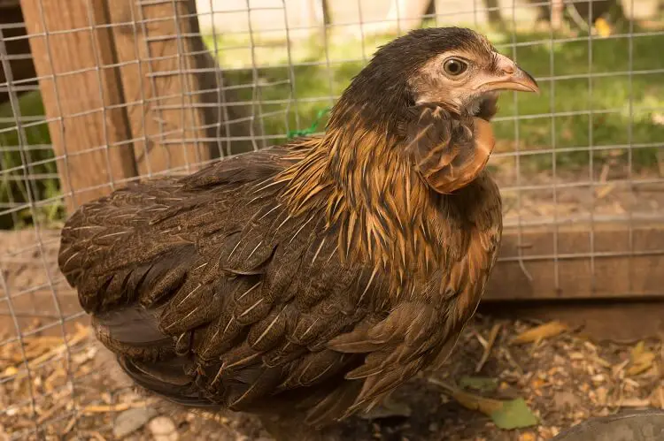 Gallina Araucana En Gallinero